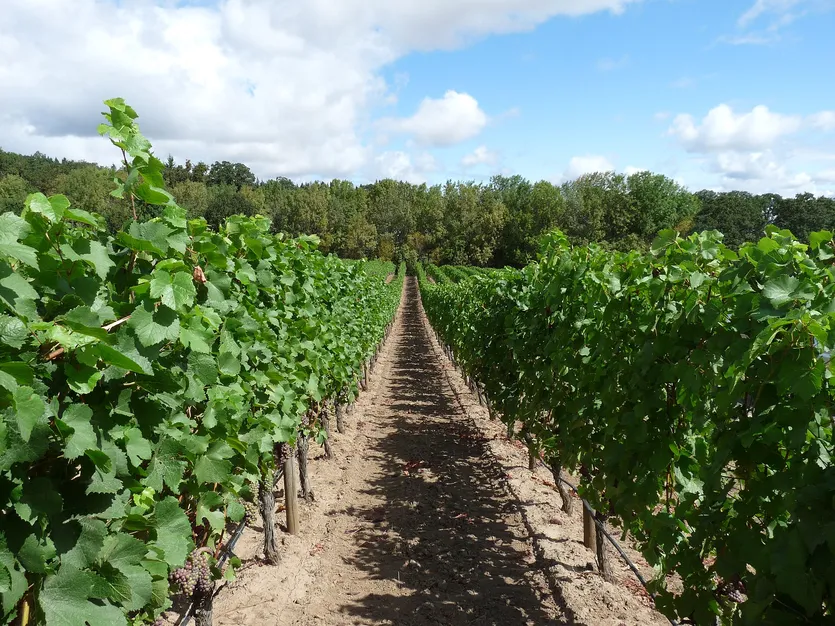 Vinograd u srcu Istre — Buzet