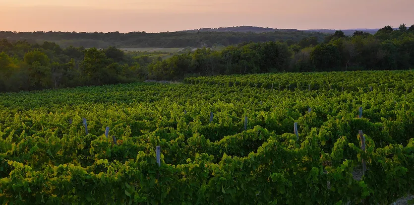 Vinograd u srcu Istre — Buzet – slika 3