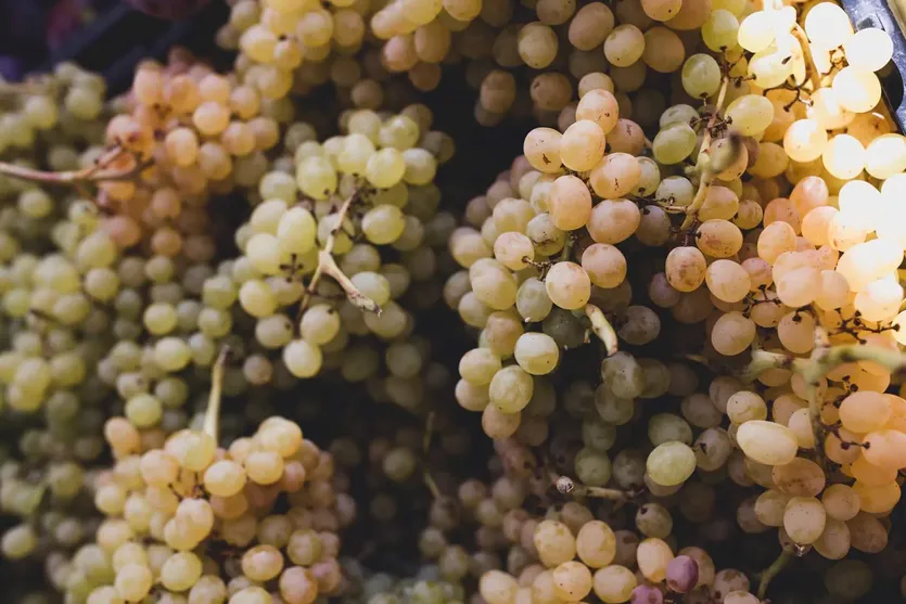 Vinograd u srcu Istre — Buzet – slika 4