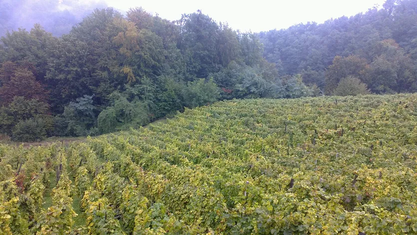 Vinograd u srcu Istre — Buzet – slika 2